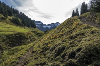 Hiking trail on Einödsberg, Einödsbach, behind mountains of the Allgäu Alps, Oberstdorf,
