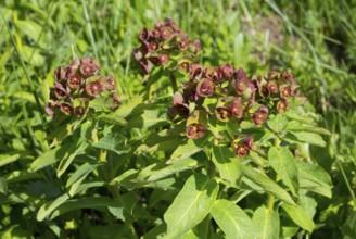 Green plant with reddish flowers growing in the garden under sunlight, milkweed (Euphorbia,