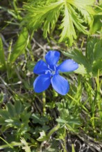 Bright blue flower with green leaves close to the ground under bright sun, spring gentian (Gentiana