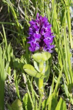 Purple flower with green leaves in a natural, sunny environment, broad-leaved orchid (Dactylorhiza