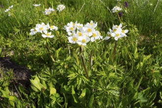 White flowers in full bloom on a green spring meadow in sunlight, daffodil anemone (Anemone
