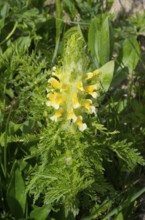 Close-up of a yellow flower with lush green leaves in natural environment, leafy lice herb