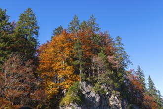 Colourful autumn trees on rocky hill under clear blue sky in natural surroundings, Schwangau near