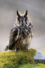 Long-eared owl (Asio otus), adult, on rocks, mossy, in winter, alert, Bohemian Forest, Czech