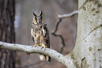Long-eared owl (Asio otus), adult, on tree, in winter, alert, Bohemian Forest, Czech Republic,