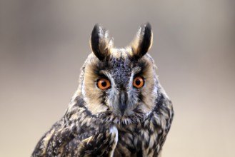 Long-eared owl (Asio otus), adult, portrait, in winter, alert, Bohemian Forest, Czech Republic,