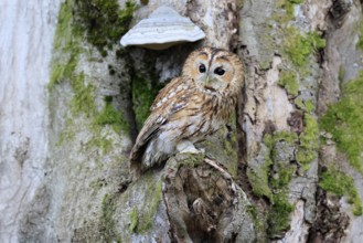 Tawny owl (Strix aluco), adult, on tree, in winter, alert, Bohemian Forest, Czech Republic, Europe,