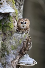 Tawny owl (Strix aluco), adult, on tree, in winter, alert, Bohemian Forest, Czech Republic, Europe,