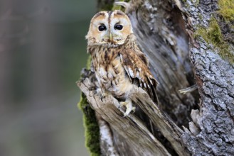 Tawny owl (Strix aluco), adult, perch, on tree, in winter, alert, Bohemian Forest, Czech Republic,
