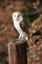Barn owl (Tyto alba), adult, alert, perch, in winter, Bohemian Forest, Czech Republic, Europe,