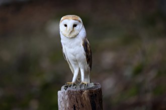 Barn owl (Tyto alba), adult, alert, perch, in winter, Bohemian Forest, Czech Republic, Europe,