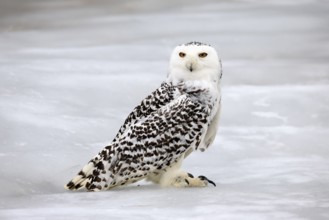 Snowy owl (Nyctea scandiaca), snowy owl, adult, alert, in snow, foraging, in winter, Bohemian
