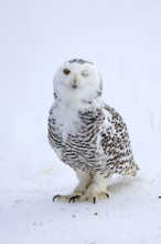 Snowy owl (Nyctea scandiaca), snowy owl, adult, alert, in snow, foraging, in winter, Bohemian