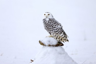 Snowy owl (Nyctea scandiaca), snowy owl, adult, alert, in snow, perch, in winter, Bohemian Forest,