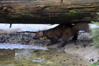 Marten (Martes martes), adult, alert, water, winter, Bavarian Forest National Park, Germany,