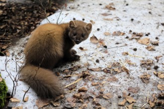 Marten (Martes martes), adult, alert, sitting, ground, winter, snow, Bavarian Forest National Park,
