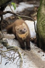 Marten (Martes martes), adult, curious, alert, soil, winter, snow, Bavarian Forest National Park,