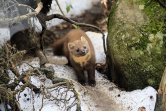 Marten (Martes martes), adult, curious, alert, soil, winter, snow, Bavarian Forest National Park,