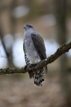 Hawk (Astur gentilis), adult, female, on tree, in winter, alert, Bohemian Forest, Czech Republic,
