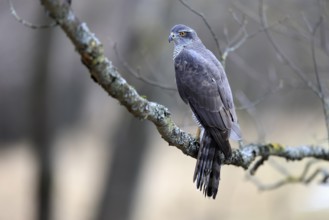 Hawk (Astur gentilis), adult, female, on tree, in winter, alert, Bohemian Forest, Czech Republic,