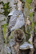 Hawk owl (Strix uralensis), adult, in winter, on tree trunk, Bohemian Forest, Czech Republic,