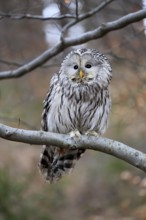 Hawk owl (Strix uralensis), adult, in winter, on tree, Bohemian Forest, Czech Republic, Europe,