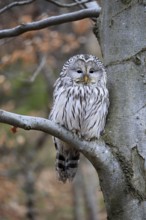 Hawk owl (Strix uralensis), adult, in winter, on tree, on tree trunk, Bohemian Forest, Czech