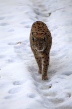 Carpathian lynx (Lynx lynx carpathicus), adult, in winter, in snow, running, stalking, alert,