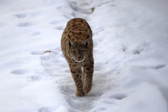 Carpathian lynx (Lynx lynx carpathicus), adult, in winter, in snow, running, stalking, alert,