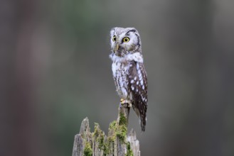 Roughfoot owl (Aegolius funereus), groufoot owl, adult, perch, alert, in winter, Bohemian Forest,