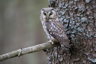 Roughfoot owl (Aegolius funereus), groufoot owl, adult, on tree, alert, in winter, Bohemian Forest,