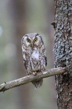 Roughfoot owl (Aegolius funereus), groufoot owl, adult, on tree, alert, in winter, Bohemian Forest,