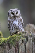 Roughfoot owl (Aegolius funereus), groufoot owl, adult, perch, tree trunk, alert, in winter,