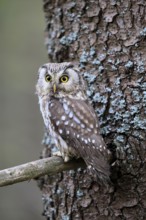 Roughfoot owl (Aegolius funereus), groufoot owl, adult, on tree, alert, in winter, Bohemian Forest,