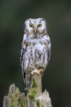 Roughfoot owl (Aegolius funereus), groufoot owl, adult, perch, alert, in winter, Bohemian Forest,