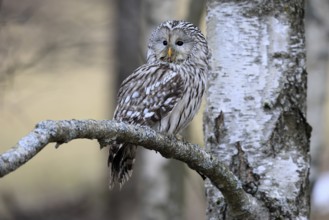 Hawk owl (Strix uralensis), adult, in winter, on branch, alert, Bohemian Forest, Czech Republic,