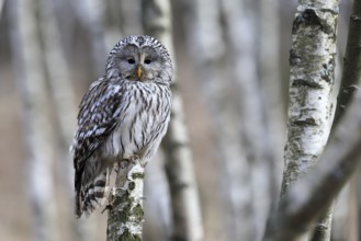 Hawk owl (Strix uralensis), adult, in winter, perch, alert, Bohemian Forest, Czech Republic,