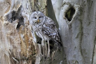 Hawk owl (Strix uralensis), adult, in winter, on tree trunk, Bohemian Forest, Czech Republic,
