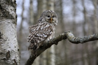 Hawk owl (Strix uralensis), adult, in winter, on tree, calling, Bohemian Forest, Czech Republic,