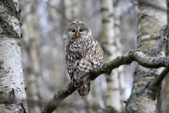 Hawk owl (Strix uralensis), adult, in winter, on tree, Bohemian Forest, Czech Republic, Europe,