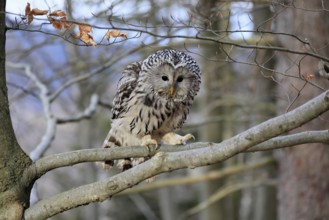 Hawk owl (Strix uralensis), adult, in winter, on tree, alert, Bohemian Forest, Czech Republic,