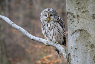 Hawk owl (Strix uralensis), adult, in winter, on tree, on tree trunk, Bohemian Forest, Czech