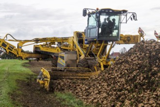 Loading sugar beets in the palatine***A loading mouse loads sugar beets ready for collection onto a