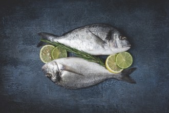 Fresh, raw dorado fish, on a dark blue background, top view, two pieces, no people