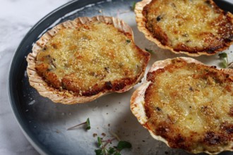 Scallop shells, stuffed, baked with cheese, in the oven, julienne with scallops