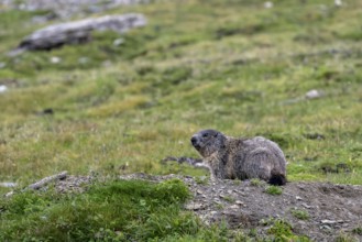 Groundhog, Hohe Tauern National Park, Carinthia, Austria