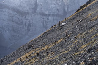 Herd of gelsen on steep rocks in a mountainous landscape, eastern Karwendel, Tyrol, Austria