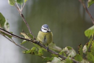 Blue tit (Cyanistes caeruleus), close-up, autumn, apple tree, cute, Germany, A tit sits on a branch