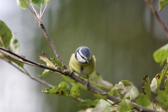 Blue tit (Cyanistes caeruleus), close-up, autumn, deciduous leaves, cute, the pretty tit sitting on
