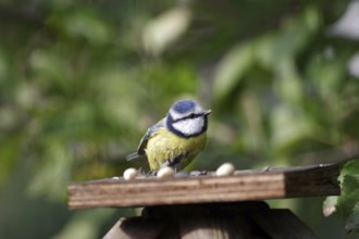 Blue tit (Cyanistes caeruleus), close-up, autumn, bird food, Germany, feeding tits in the garden